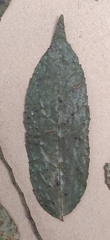 Ventilago