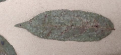 Ventilago
