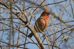 Haemorhous mexicanus