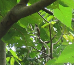 Rubigula erythropthalmos