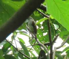 Rubigula erythropthalmos
