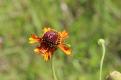 Helenium flexuosum