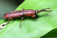 Trachelizus bisulcatus