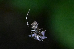 Episinus affinis