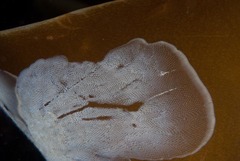 Membranipora rustica