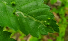 Agromyza aristata
