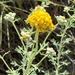 Golden Yarrow - Photo (c) Anne T Curran, some rights reserved (CC BY-NC), uploaded by Anne T Curran