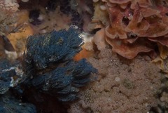 Virididentula dentata