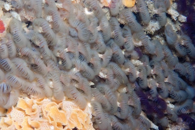 gregarious fanworm