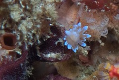 Antiopella longidentata