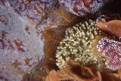 Gigantopora polymorpha