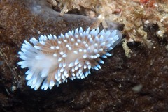Antiopella longidentata