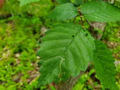 Agromyza aristata