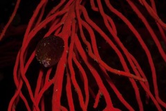 Alcyonidium nodosum