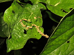 Quercus humboldtii