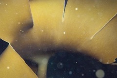 Laminaria pallida