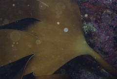 Laminaria pallida