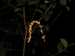 Quercus humboldtii