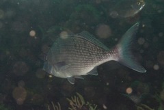 Chirodactylus grandis