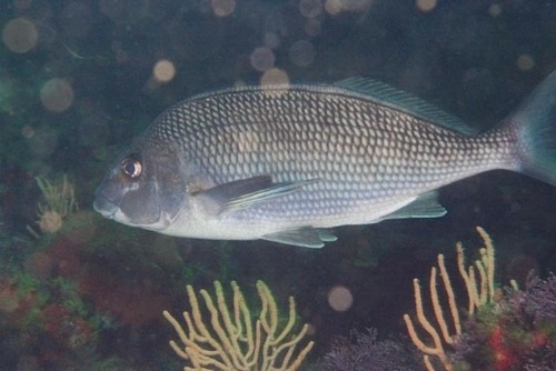 Banded fingerfin (Chirodactylus grandis) — Cheilodactylidae — 5