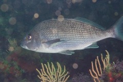 Chirodactylus grandis