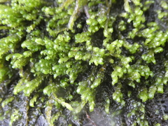 Hygrohypnum