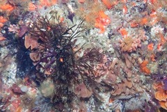 Ahnfeltiopsis polyclada