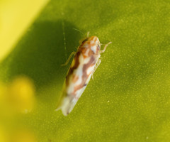 Erythroneura ziczac