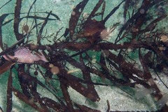Anthophycus longifolius