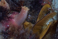 Ascidia incrassata