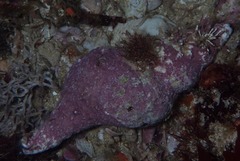 Lugubrilaria lugubris