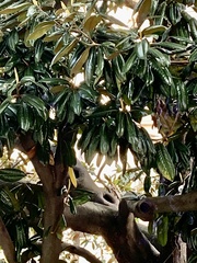 Magnolia