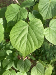 Tilia americana americana