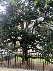 Magnolia