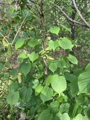 Tilia americana americana