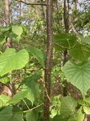 Tilia americana americana