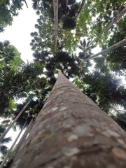 Saribus rotundifolius