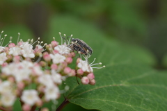 Analeptura