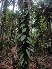 Rhaphidophora