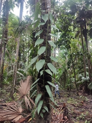 Rhaphidophora