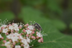 Analeptura