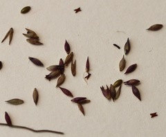 Panicum decompositum