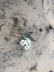 Dimorphocarpa wislizeni