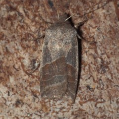 Eupsilia devia