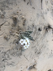 Dimorphocarpa wislizeni