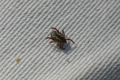Dermacentor andersoni