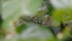 Dendrelaphis philippinensis