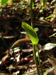 Anthurium oxybelium