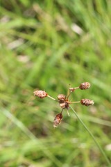 Fimbristylis castanea