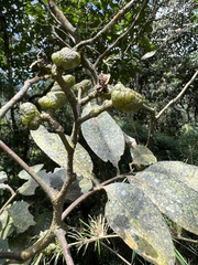 Zanthoxylum melanostictum